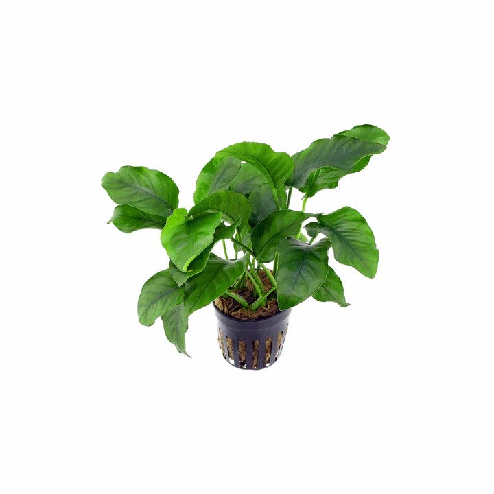 Anubias Barteri (Nana)