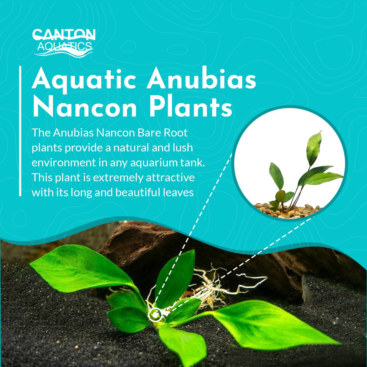 Anubias Nancon