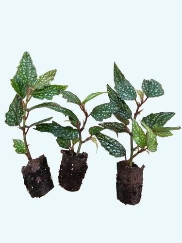 Angel Wing Begonia Medora Rooted Starter Plant