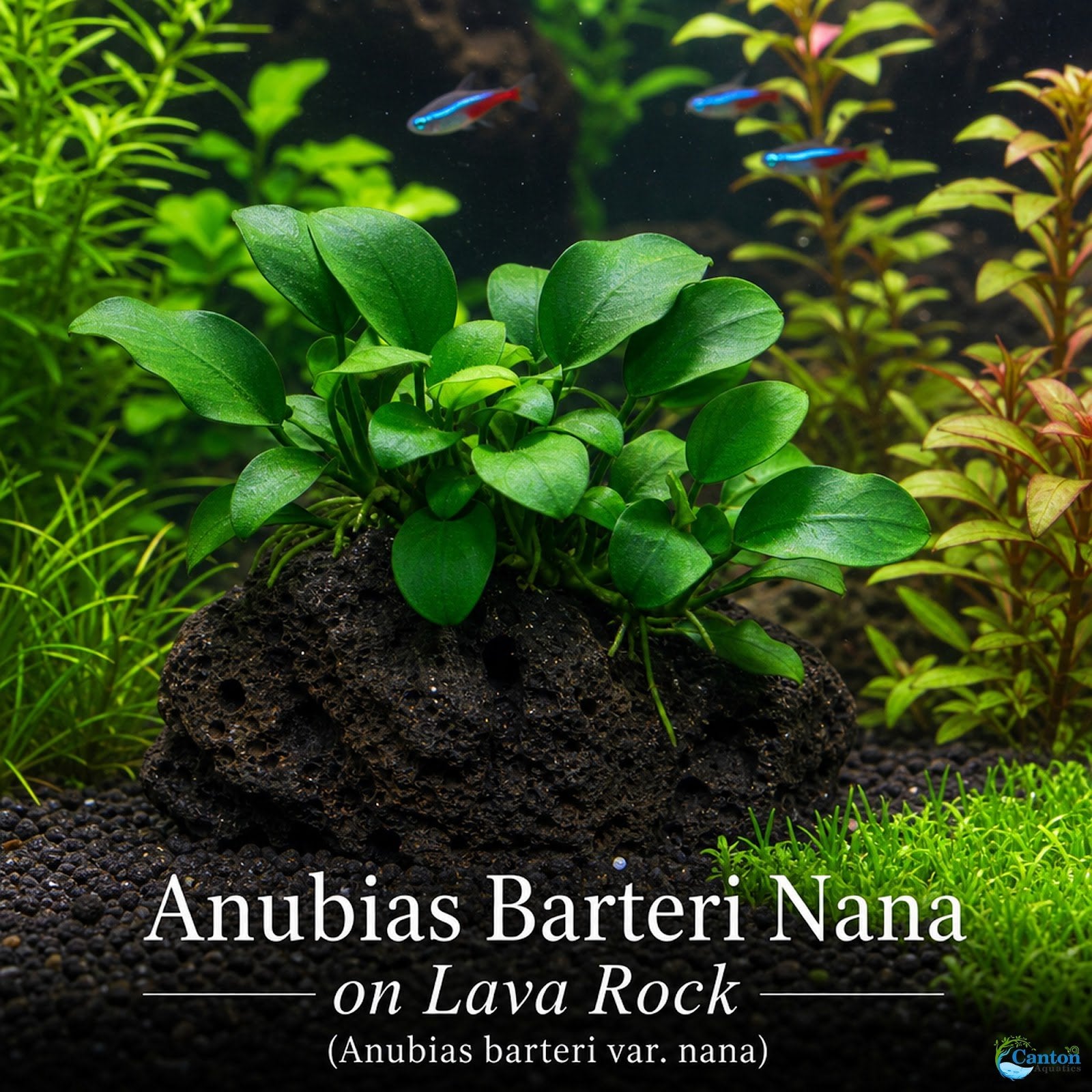 Anubias On Lava Rock