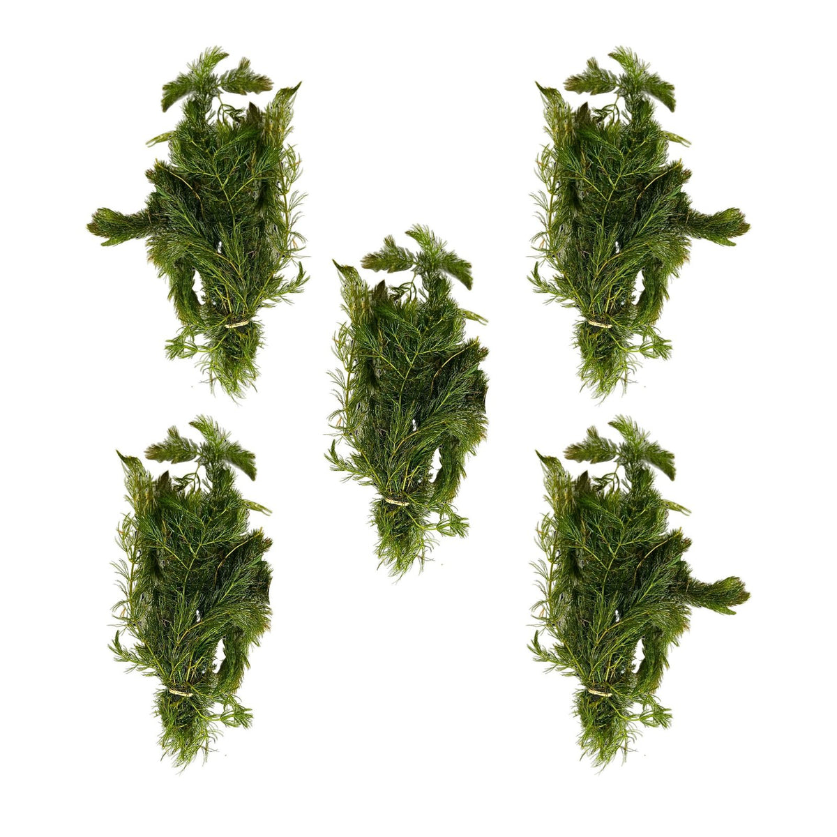 Anacharis and Hornwort Bundle Live Aquarium Plants