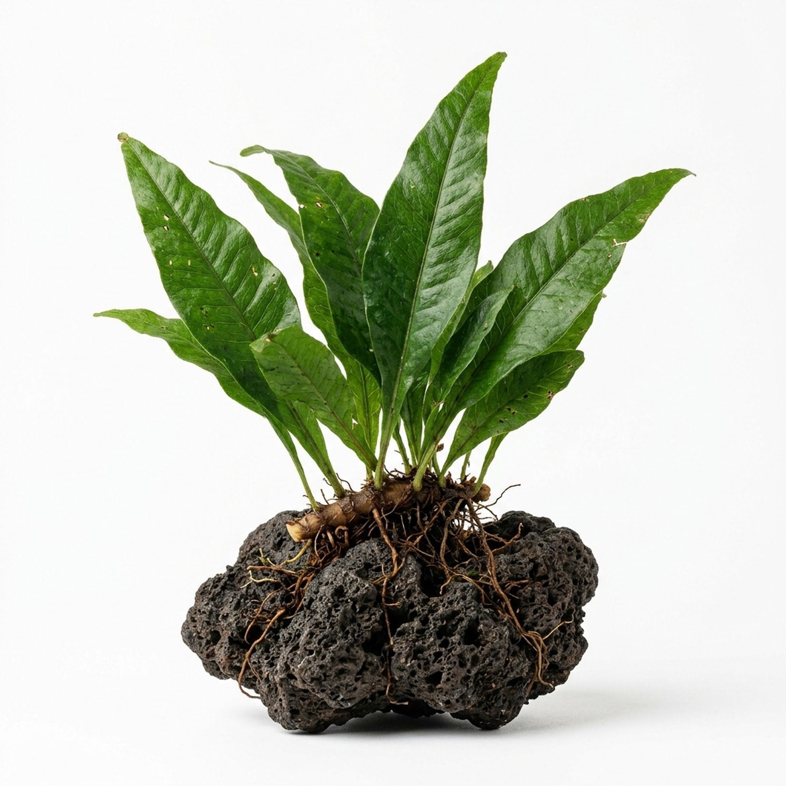 Java Fern Microsorum