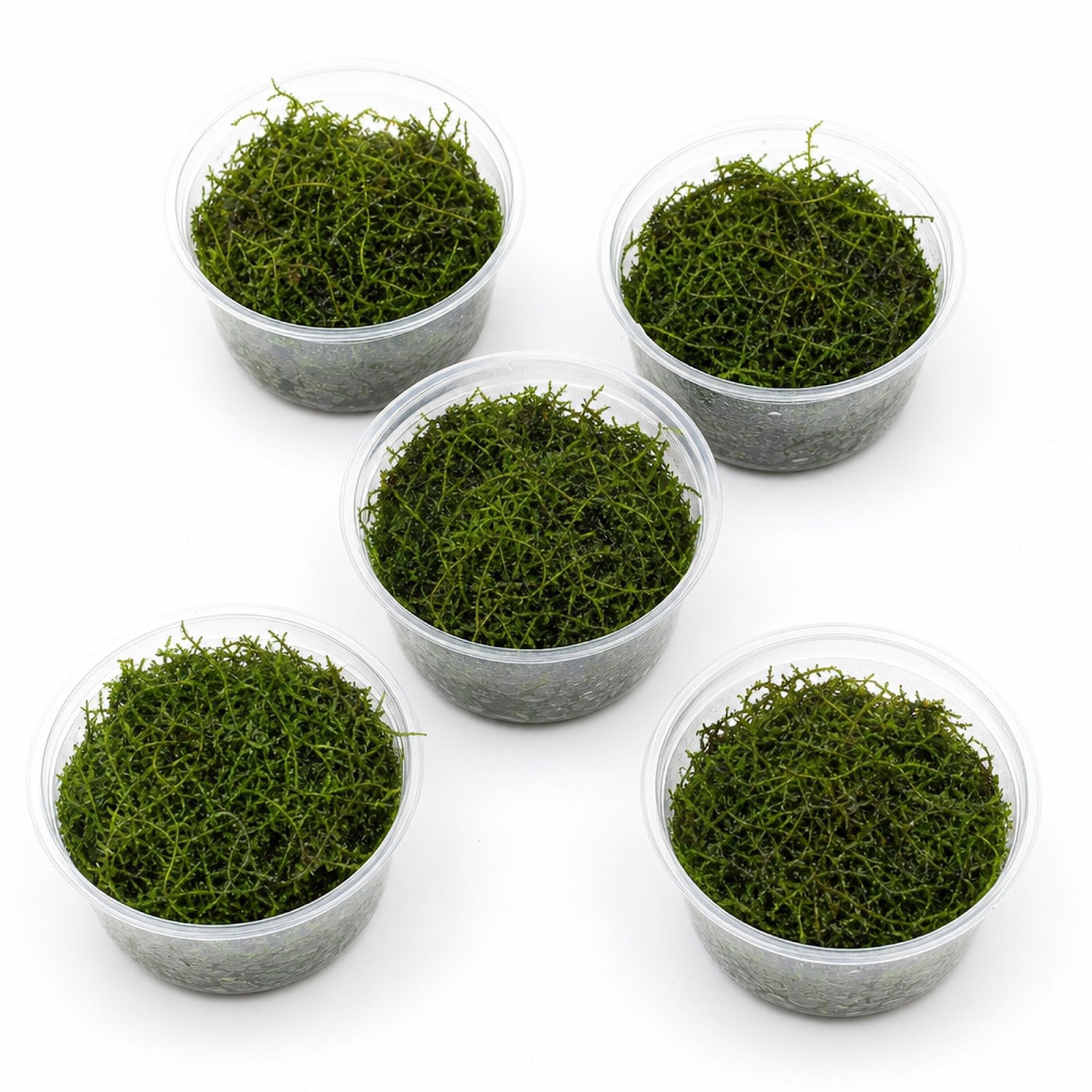 5 Java Moss Portions Taxiphyllum Barbieri
