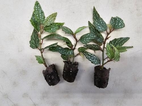 Angel Wing Begonia Medora Rooted Starter Plant