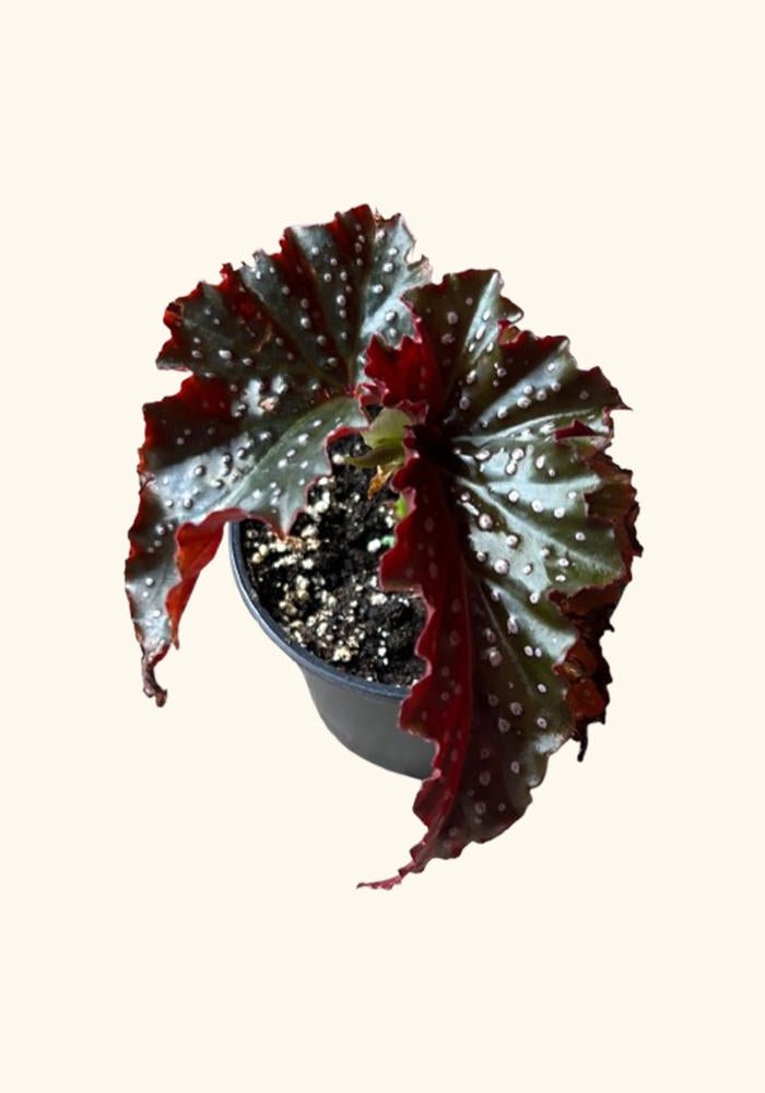 Angel Wing Begonia Fannie Moser