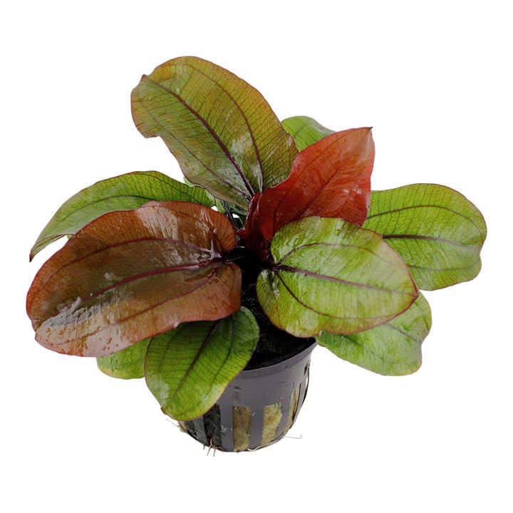 Amazon Sword Echinodorus 'Reni'