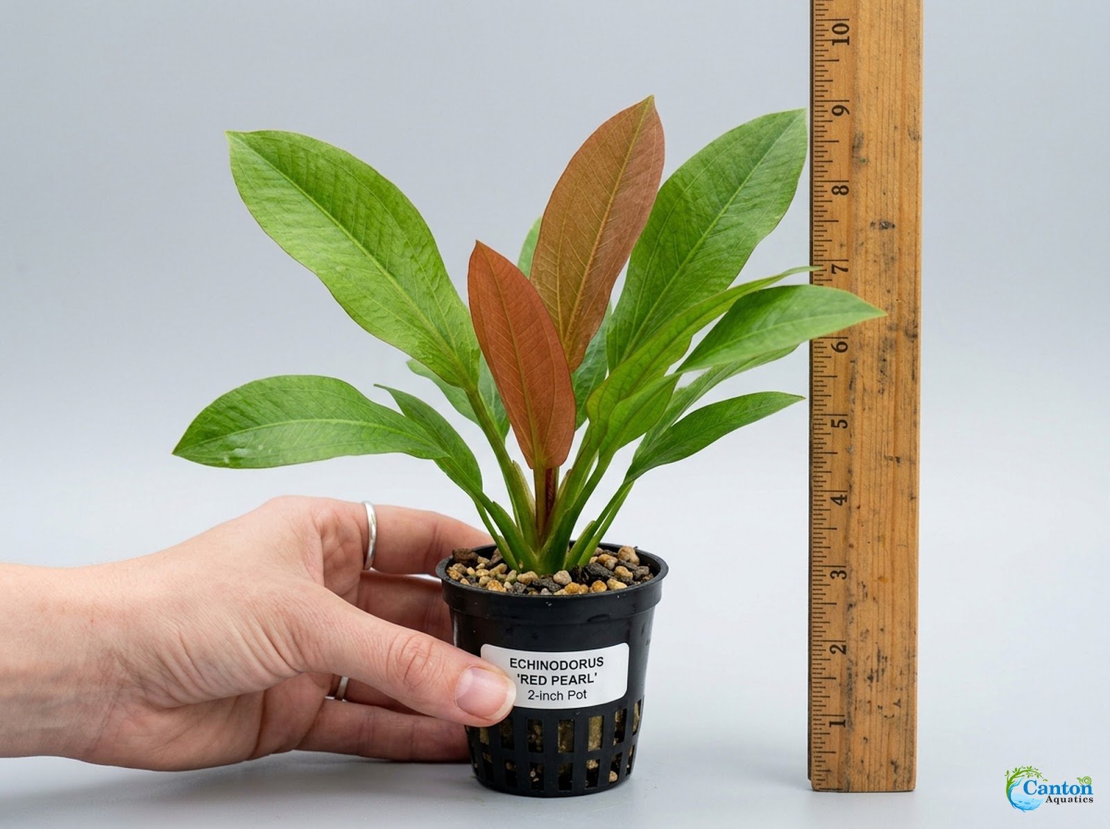 CANTON AQUATICS Live Aquarium Amazon Sword Echinodorus Red Pearl Plant - Natural Cleaning Filter for Water - Long Lasting & Easy to Maintain Aquatic Plants - Suitable for Winter & Summer - 2" Pot