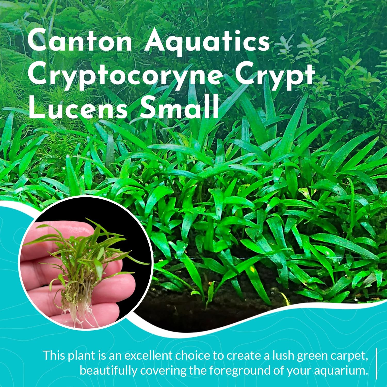 Cryptocoryne Crypt Lucens