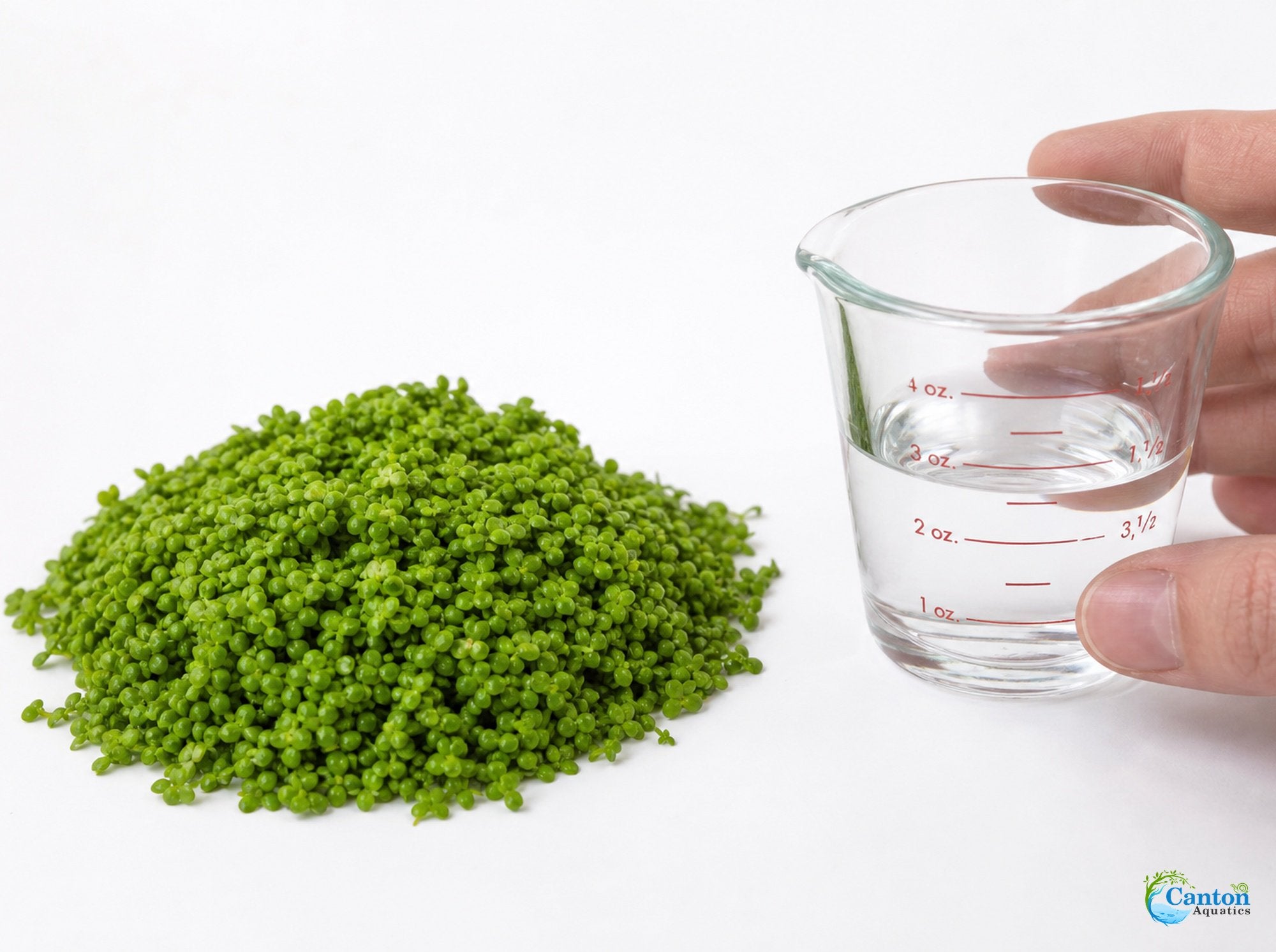 Duckweed (Lemma Minor)