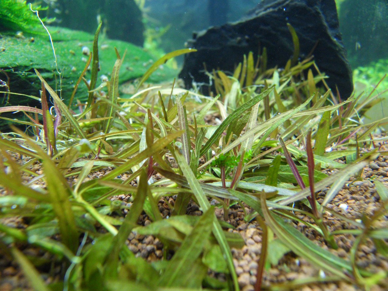 Cryptocoryne Crypt Balansae