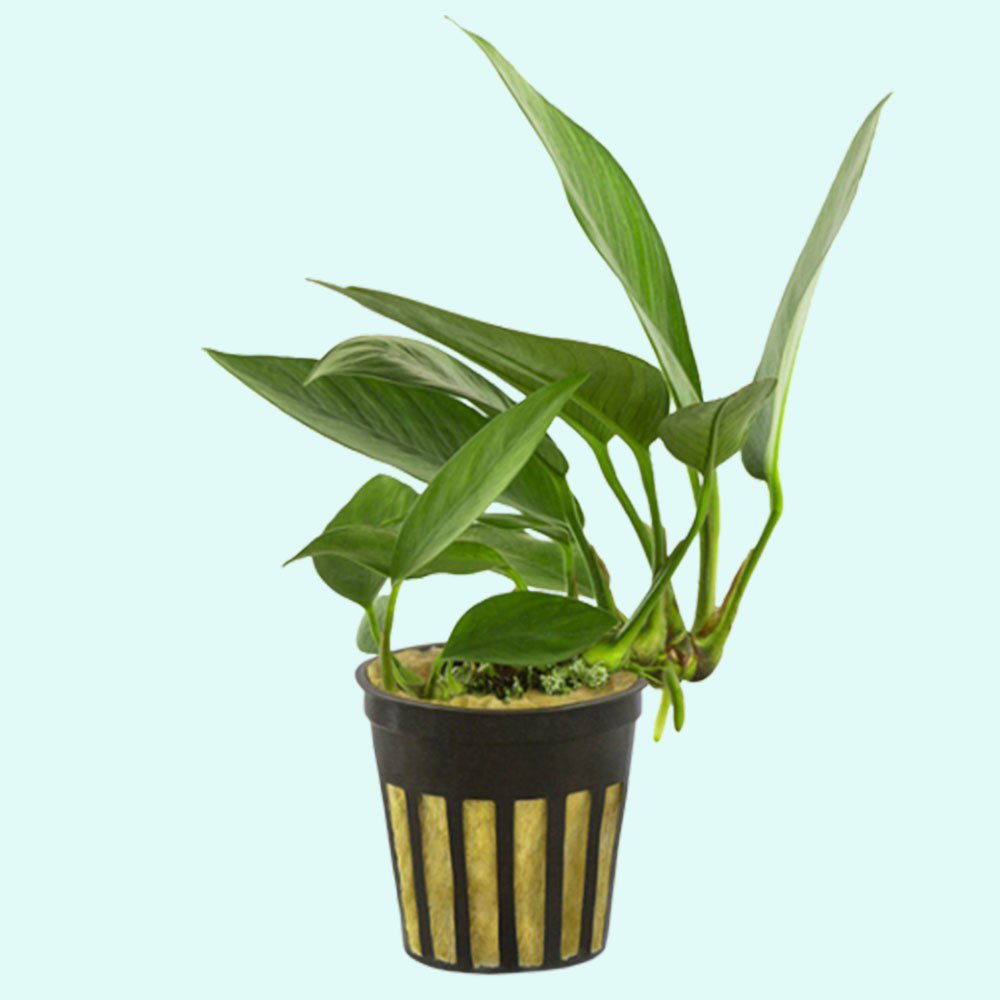 Anubias Nancon