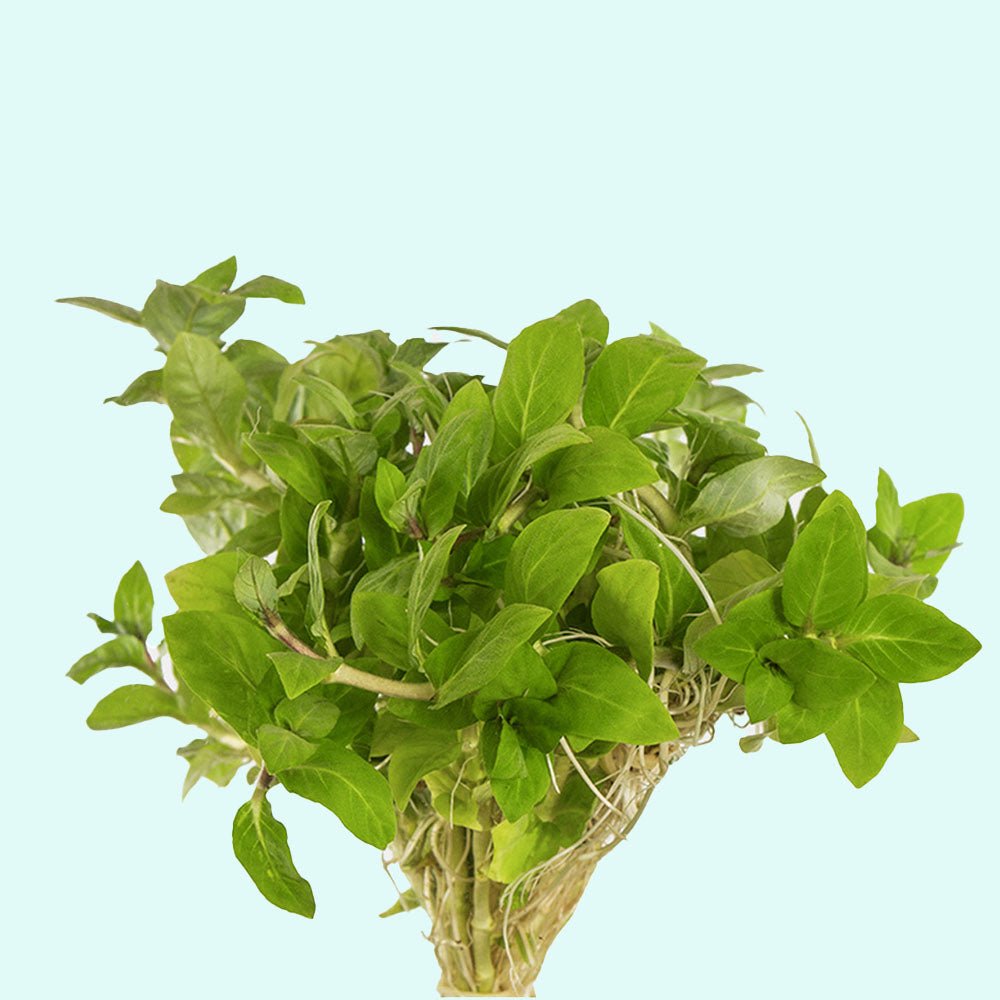Staurogyne S Repens