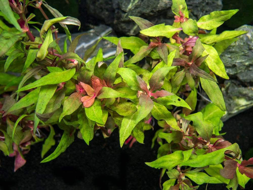 Red Flame Sword, Alternanthera Reineckii & Red Tiger Lotus Bundle