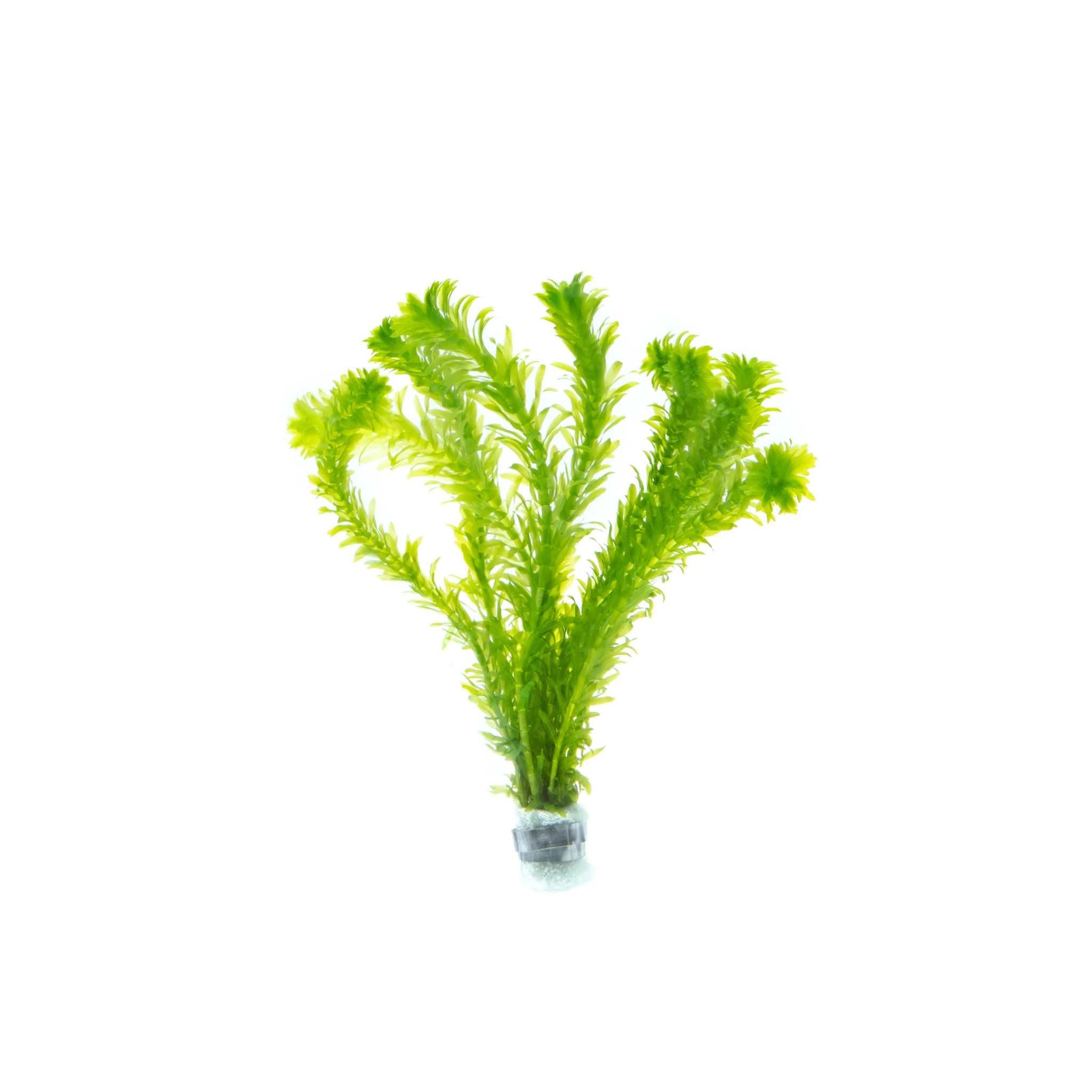 Anacharis Egeria Najas