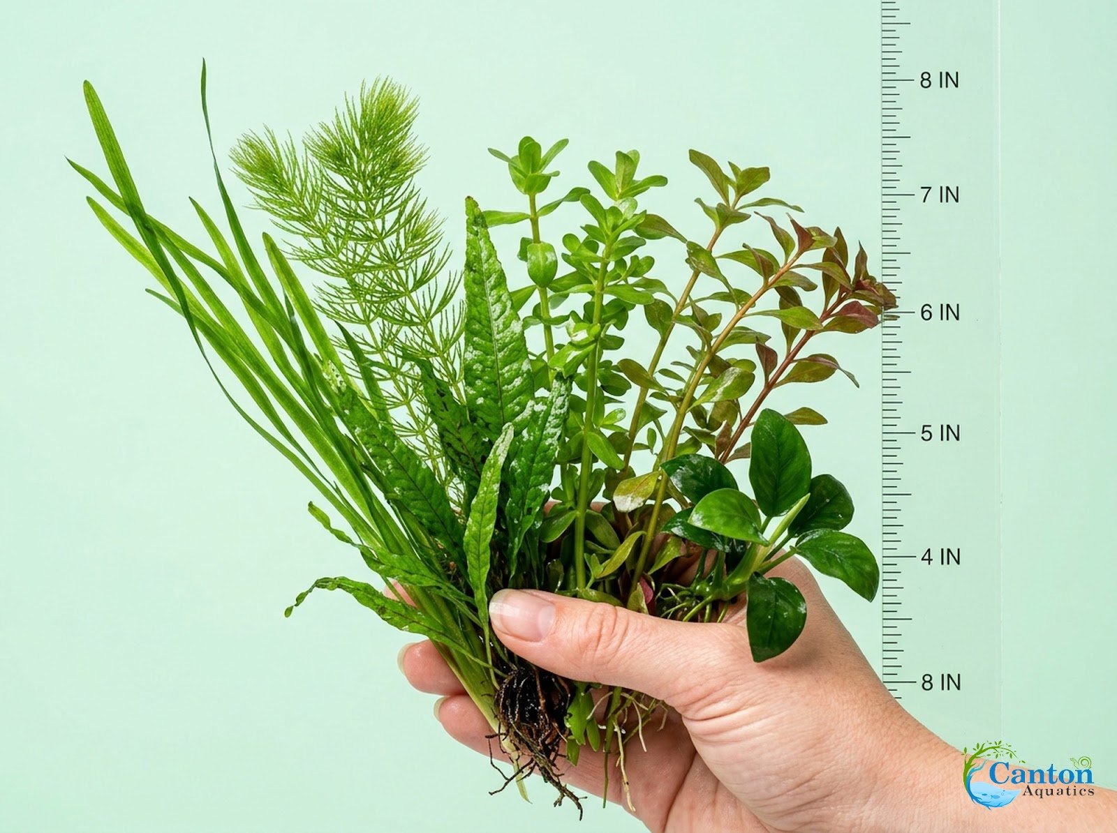 Beginner Aquatic Plants Bundle 30 Plant Pack