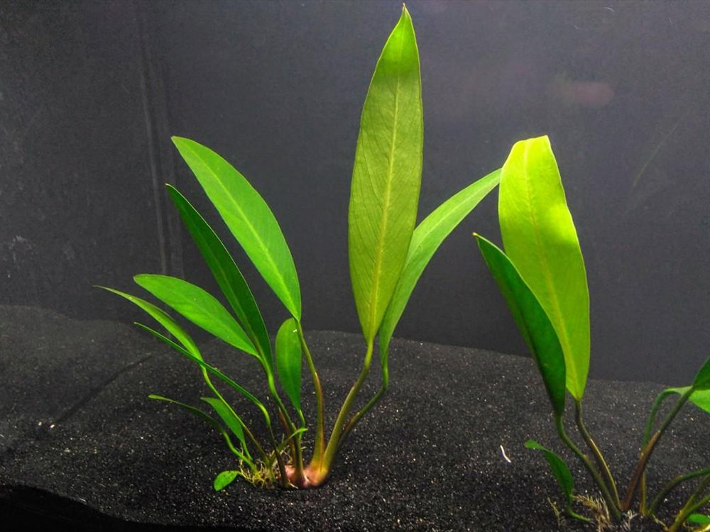 Anubias Heterophylla Lanceolata