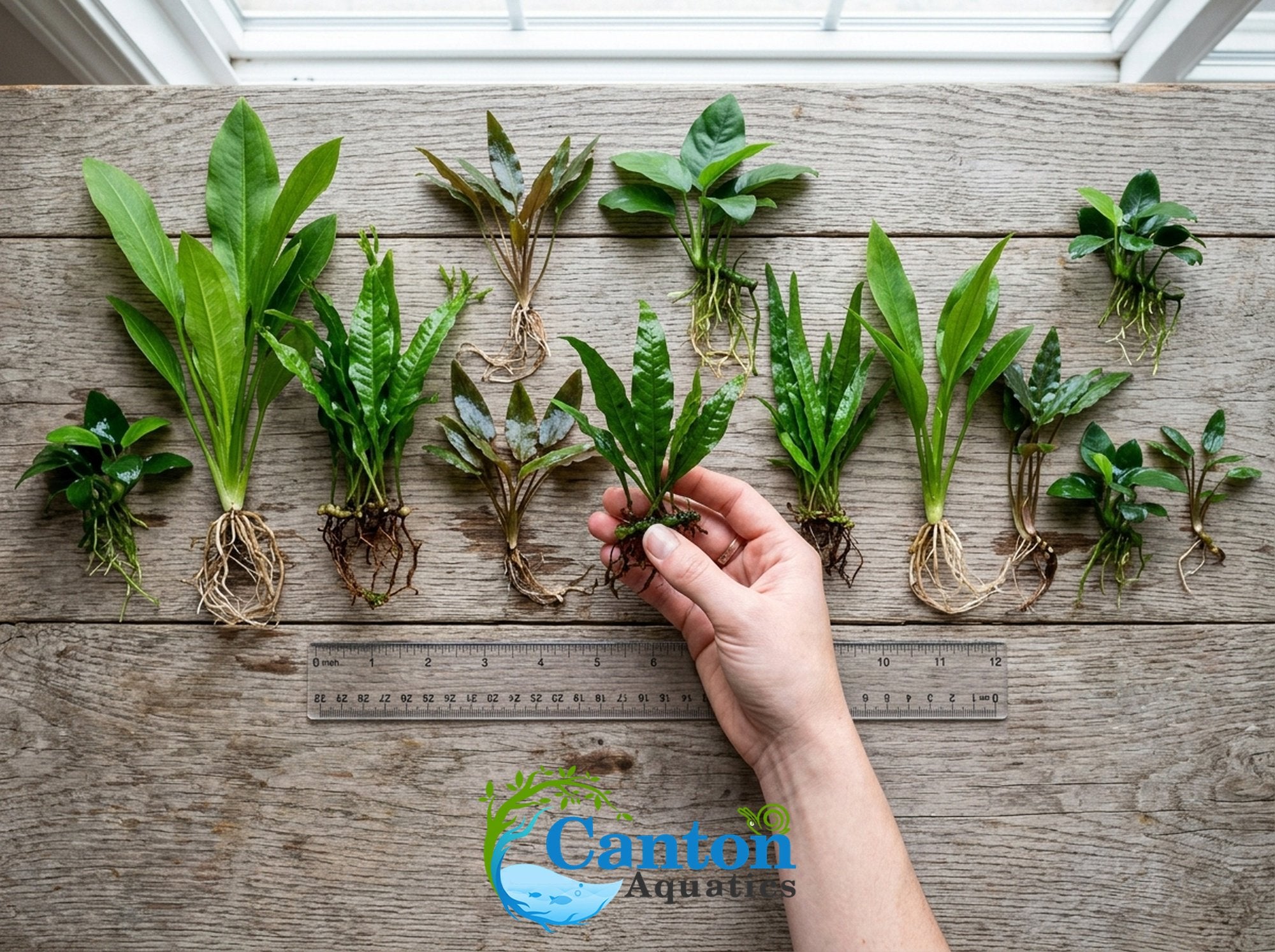 Live Aquarium Plants Essential Bundle - 4 Plants
