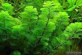 Green Cabomba