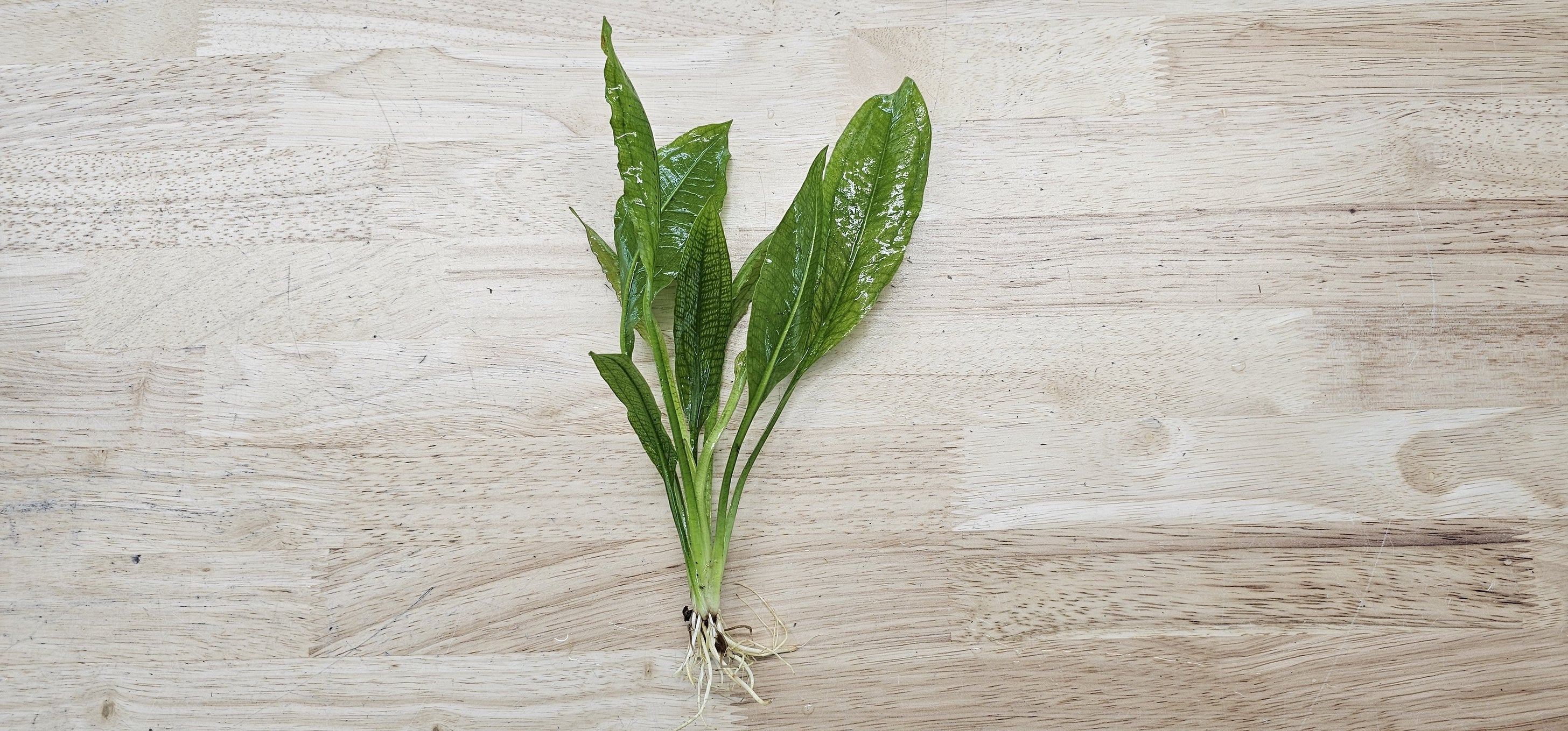 Amazon Sword Large Bare Root 10+ Inches