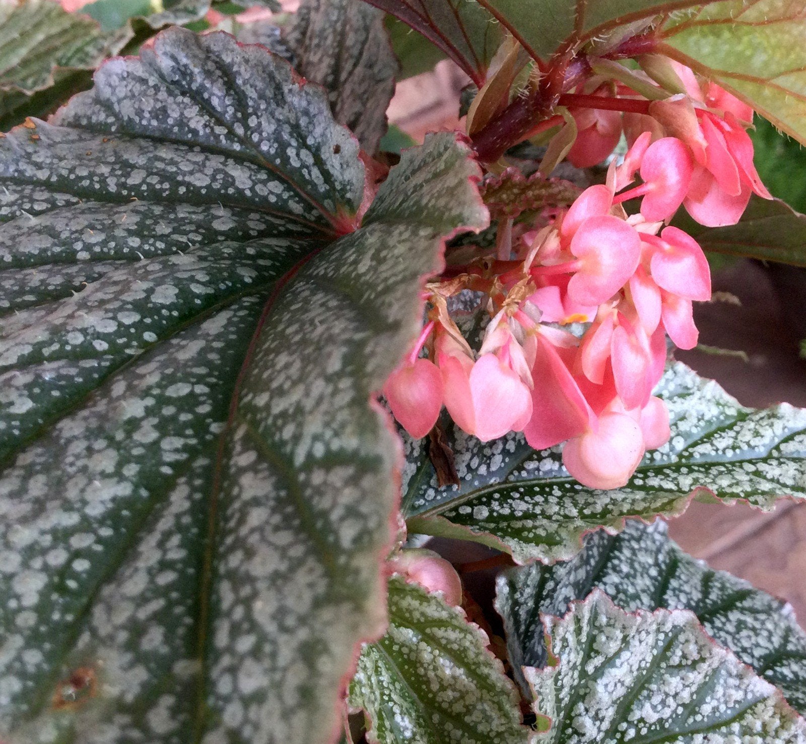 Angel Wing Begonia Frosty Rooted Starter Plant