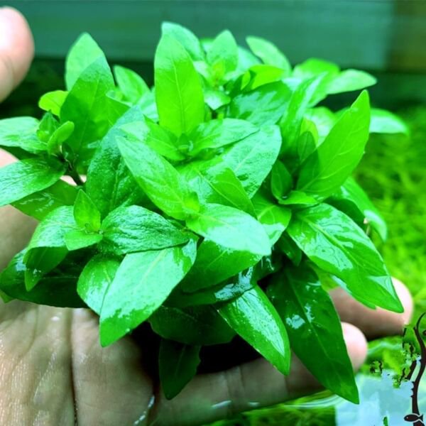 Staurogyne S Repens