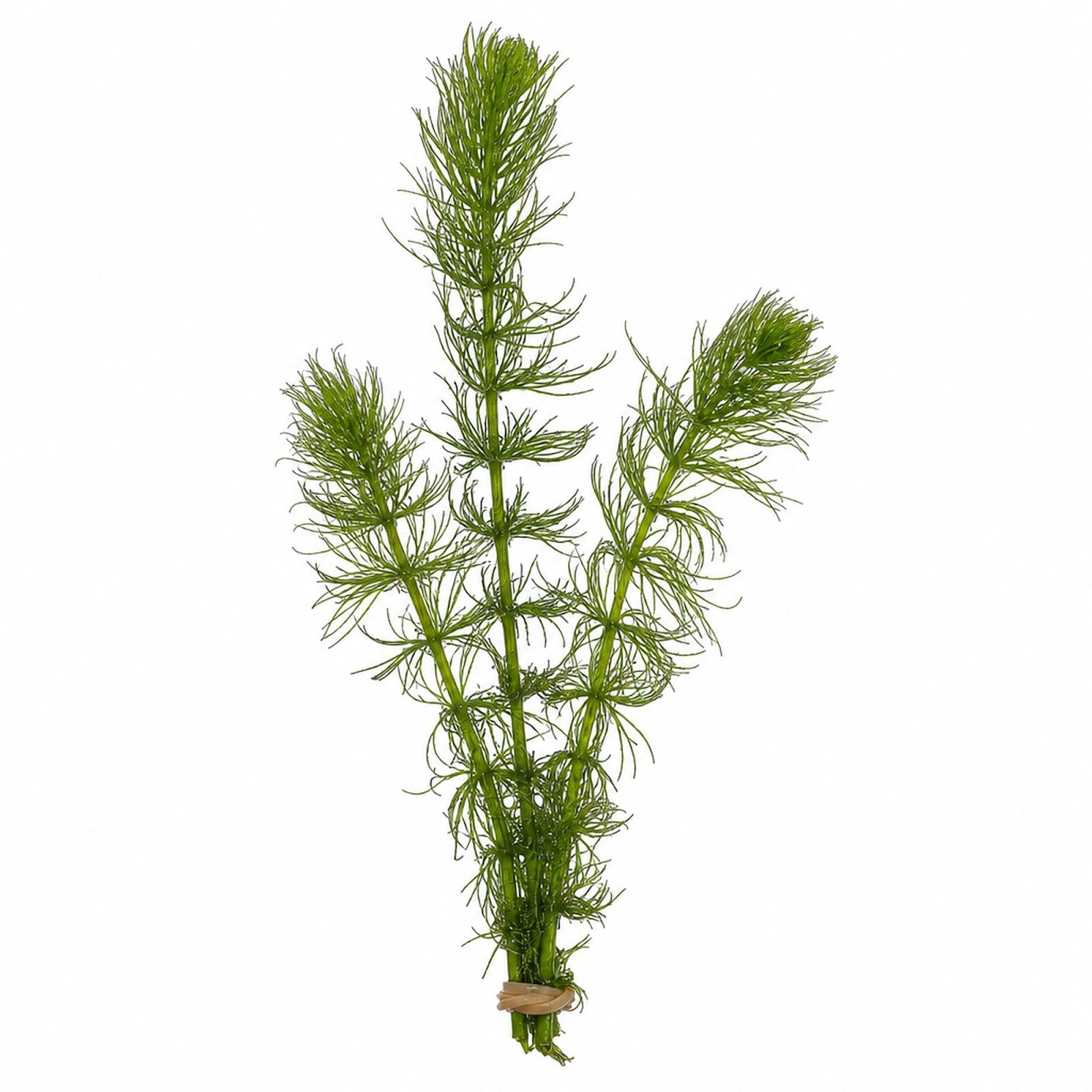 3 Pack Hornwort Bundle