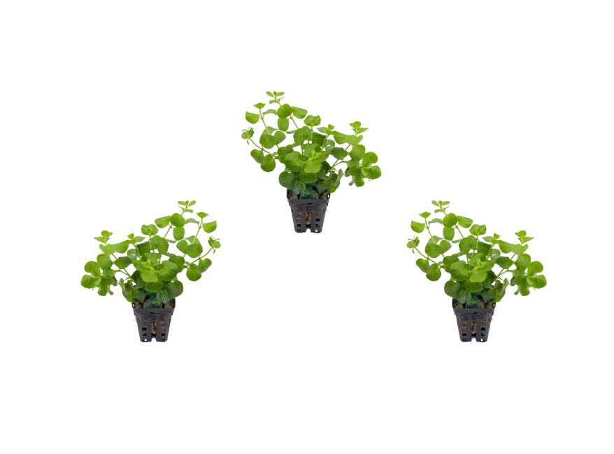 Lloydiella (Lysimachia Nummularia) Creeping Jenny