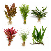 Canton Six - Live Aquarium Plant Set, 6 Species Foreground to Background, Beginner Freshwater Plants