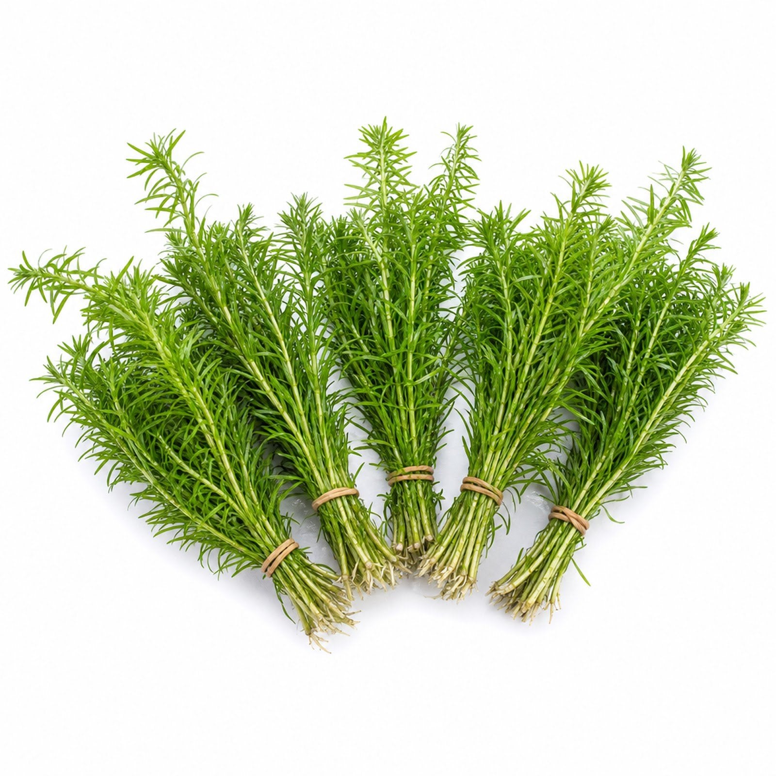 Limnophila Hippuridoides