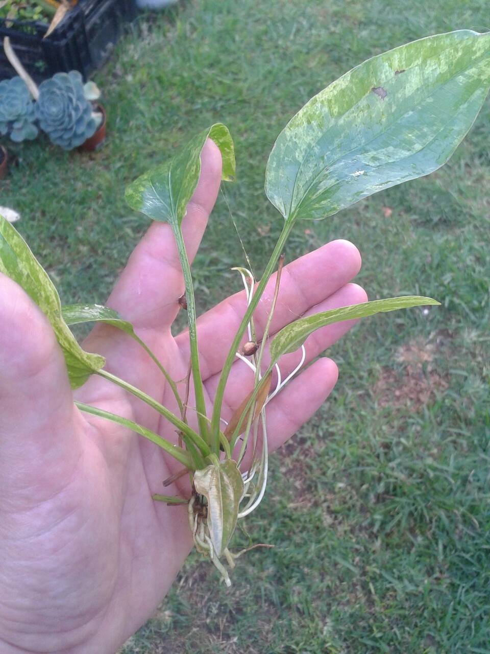 Marble Queen Sword Echinodorus Cordifolius