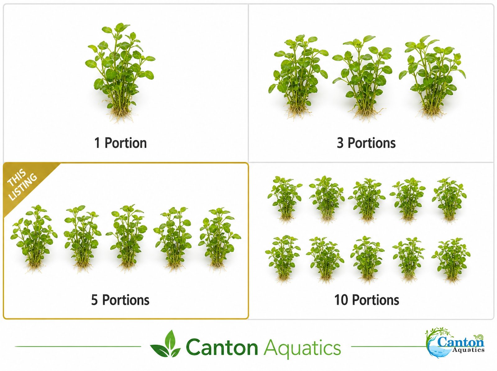 Staurogyne S Repens