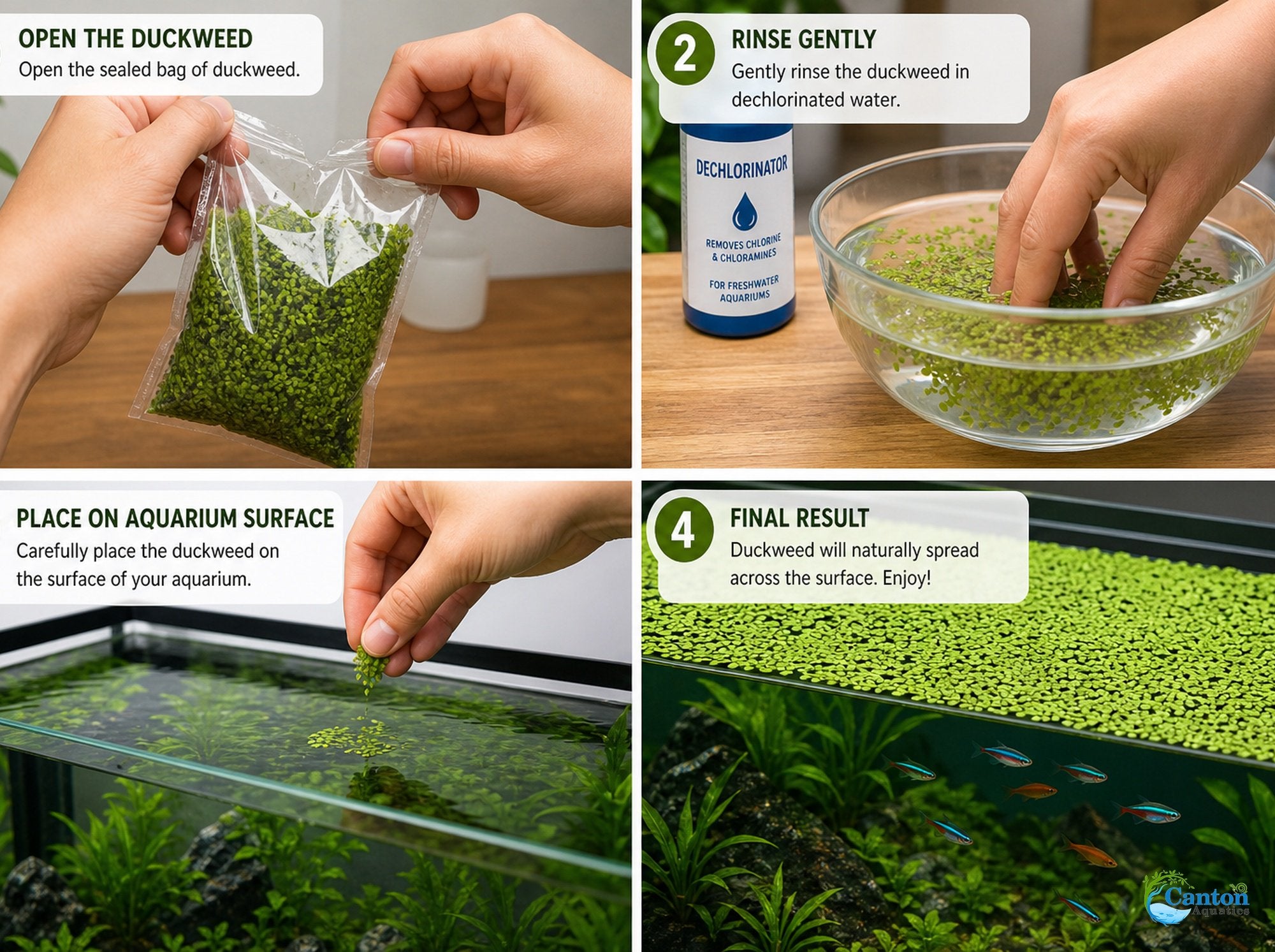 Duckweed (Lemma Minor)