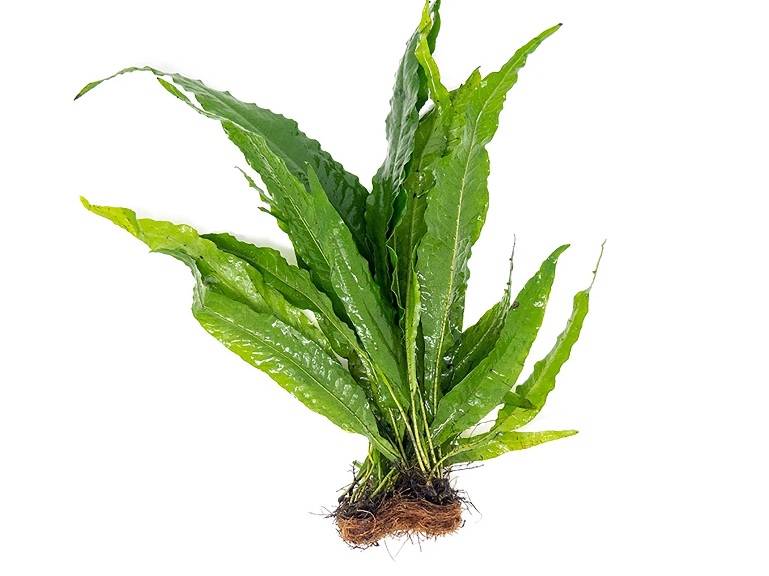 Java Fern Mat (Microsorum Pteropus) on Mat