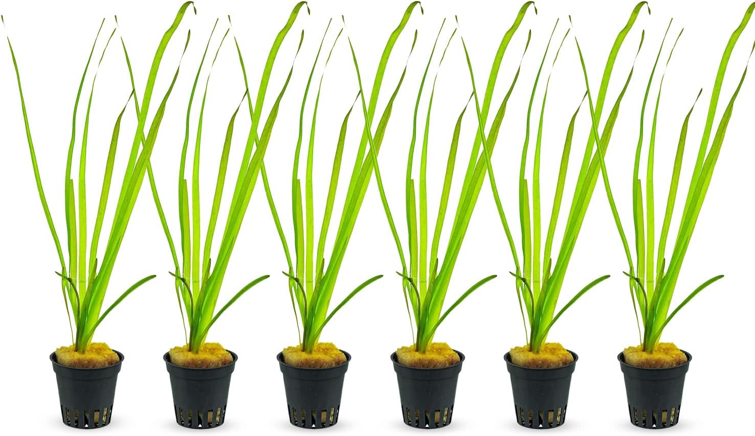 6 Valisnaria (Vals) Spiralis Italian
