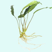 Anubias Minima Bare Root