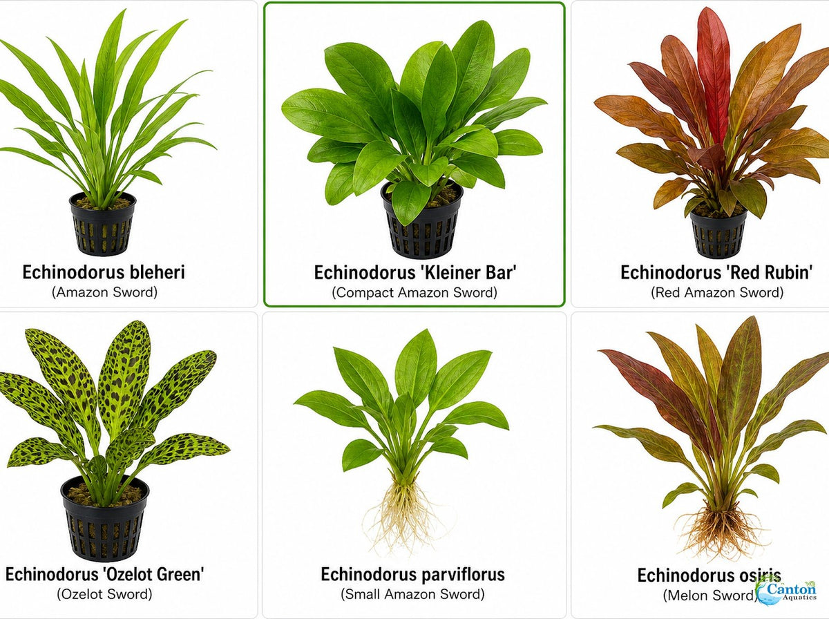 Amazon Sword Echinodorus Kleiner Bar