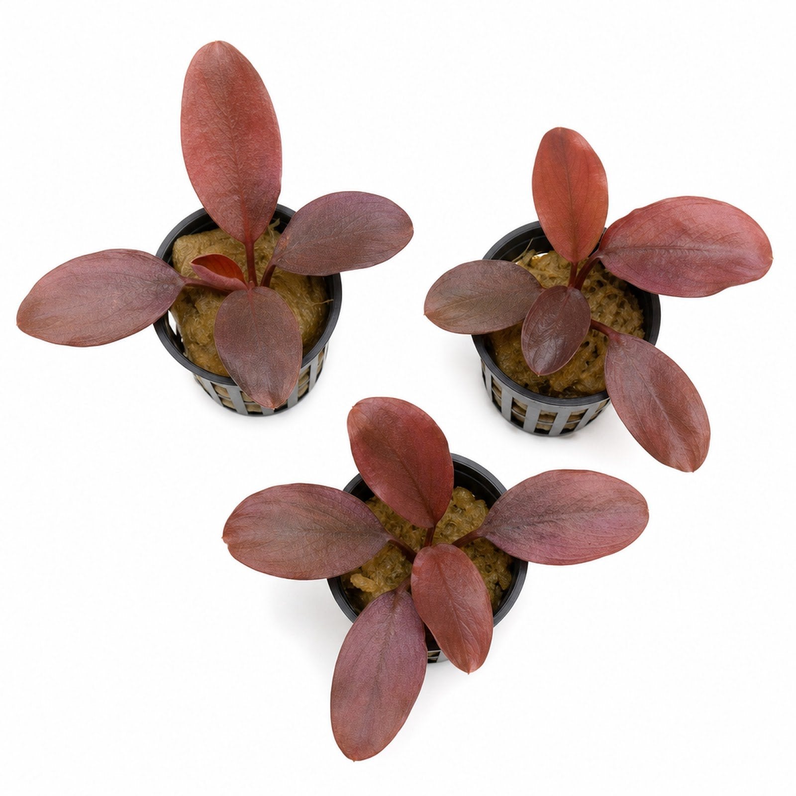 Lagenandra Meeboldii