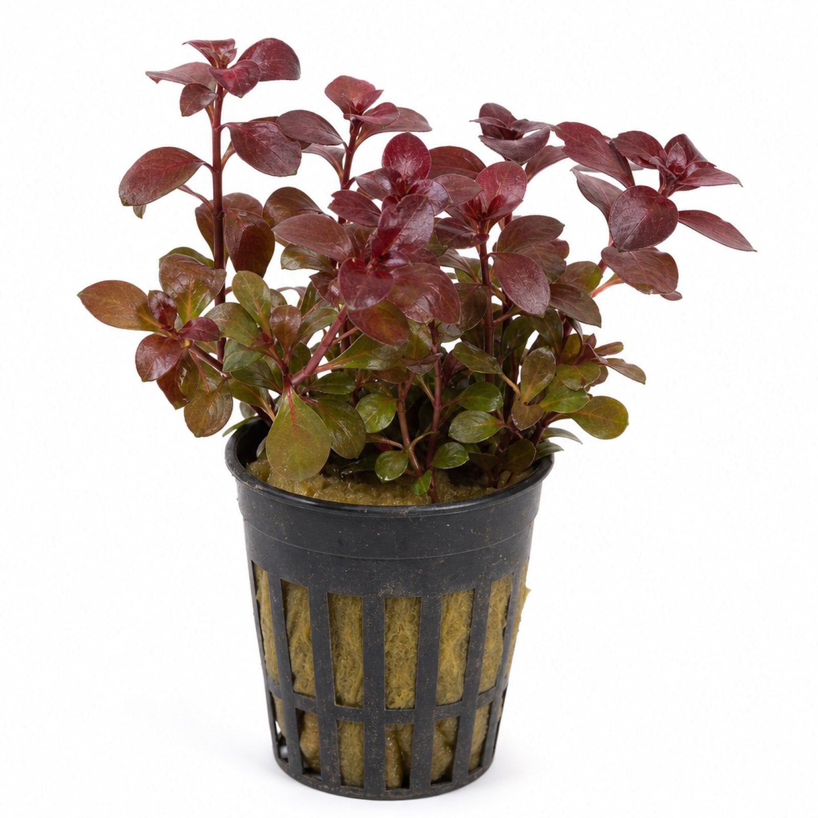 Ludwigia Repens Super Red Mini