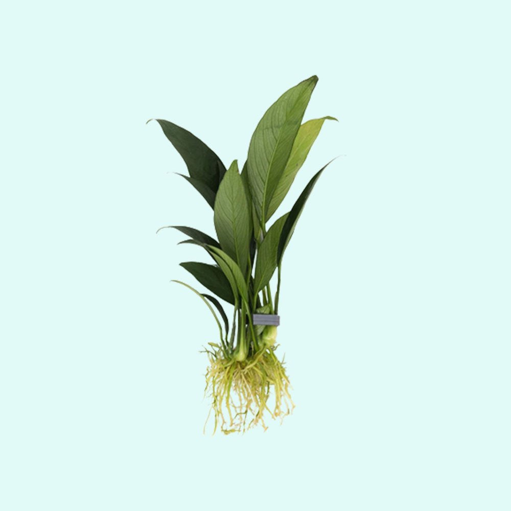Anubias Heterophylla Lanceolata