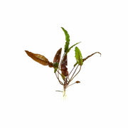 Cryptocoryne Wendtii Red