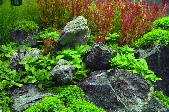 Staurogyne S Repens