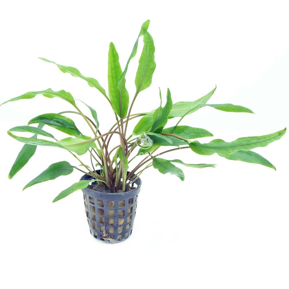 Cryptocoryne Crypt Lutea