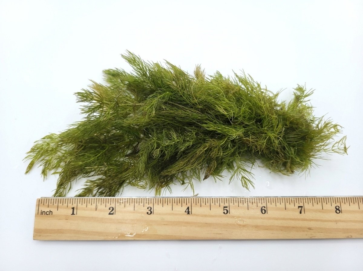 6 Hornwort Bunches
