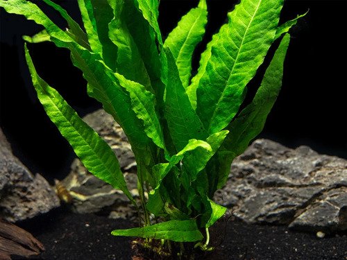Java Fern Mat (Microsorum Pteropus) on Mat