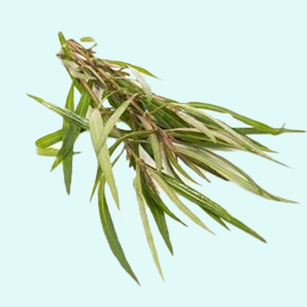 Cryptocoryne Crypt Balansae