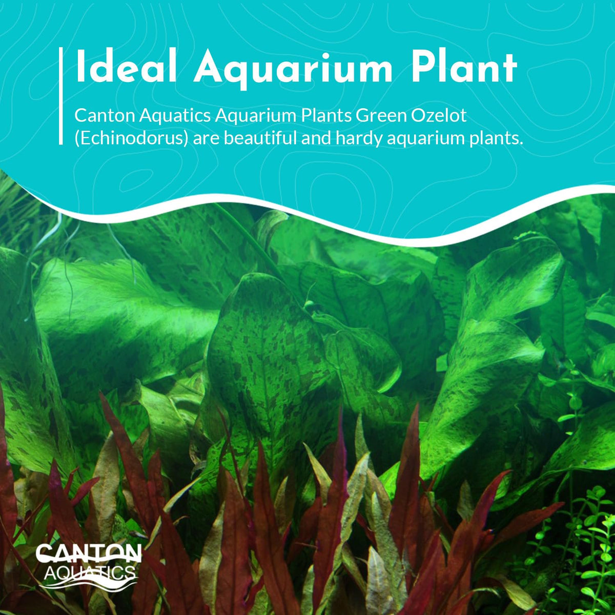 Amazon Sword Echinodorus "Green Ozelot"