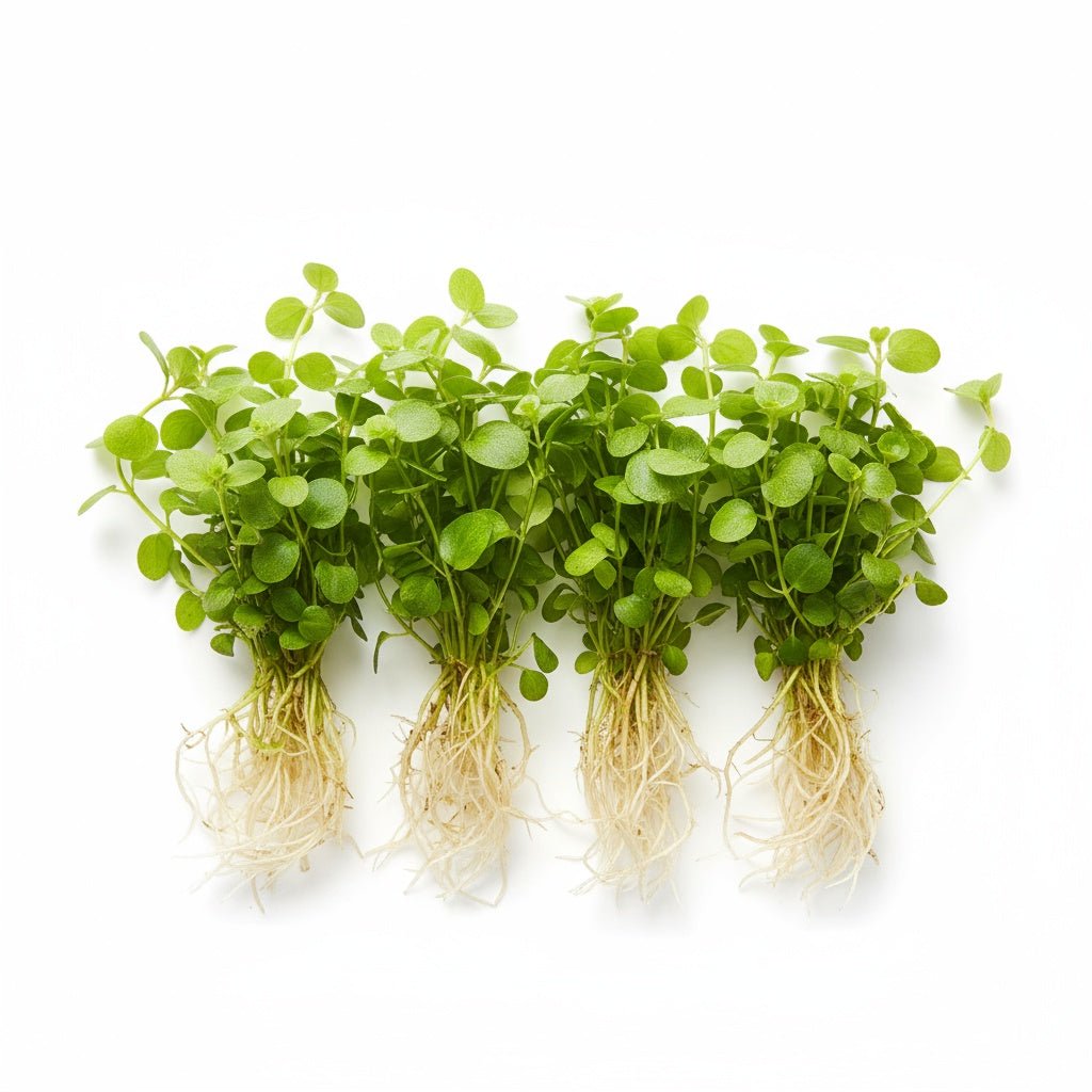 Staurogyne S Repens