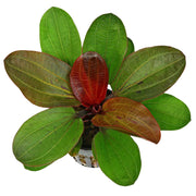 Amazon Sword Echinodorus (Red Pearl) Medium