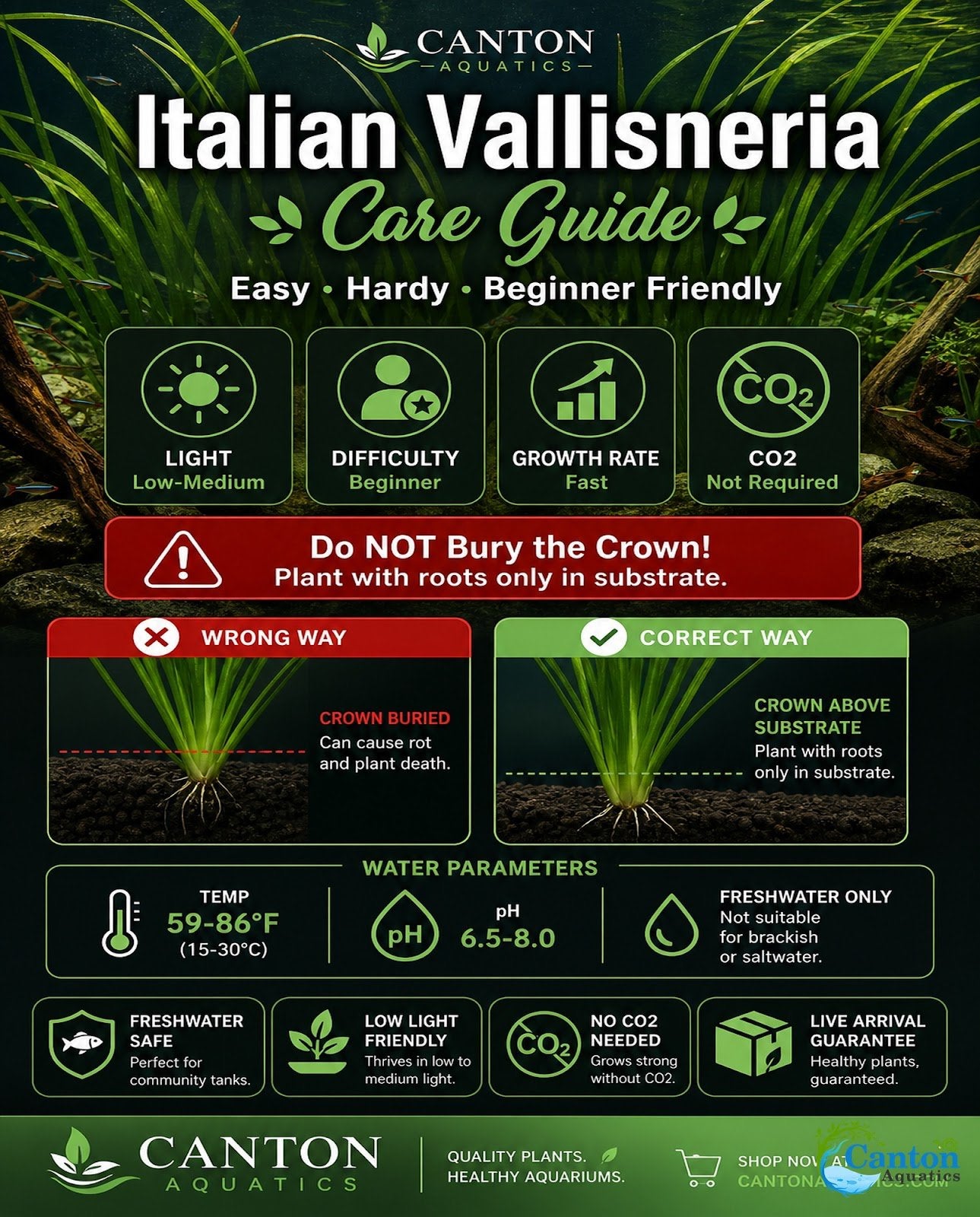 18 Plant Pack Valisnaria Vals Live Aquarium Plants