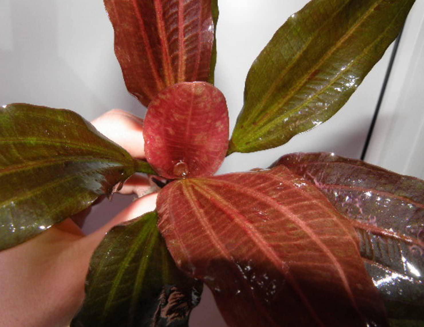 CANTON AQUATICS Live Aquarium Amazon Sword Echinodorus Red Pearl Plant - Natural Cleaning Filter for Water - Long Lasting & Easy to Maintain Aquatic Plants - Suitable for Winter & Summer - 2" Pot